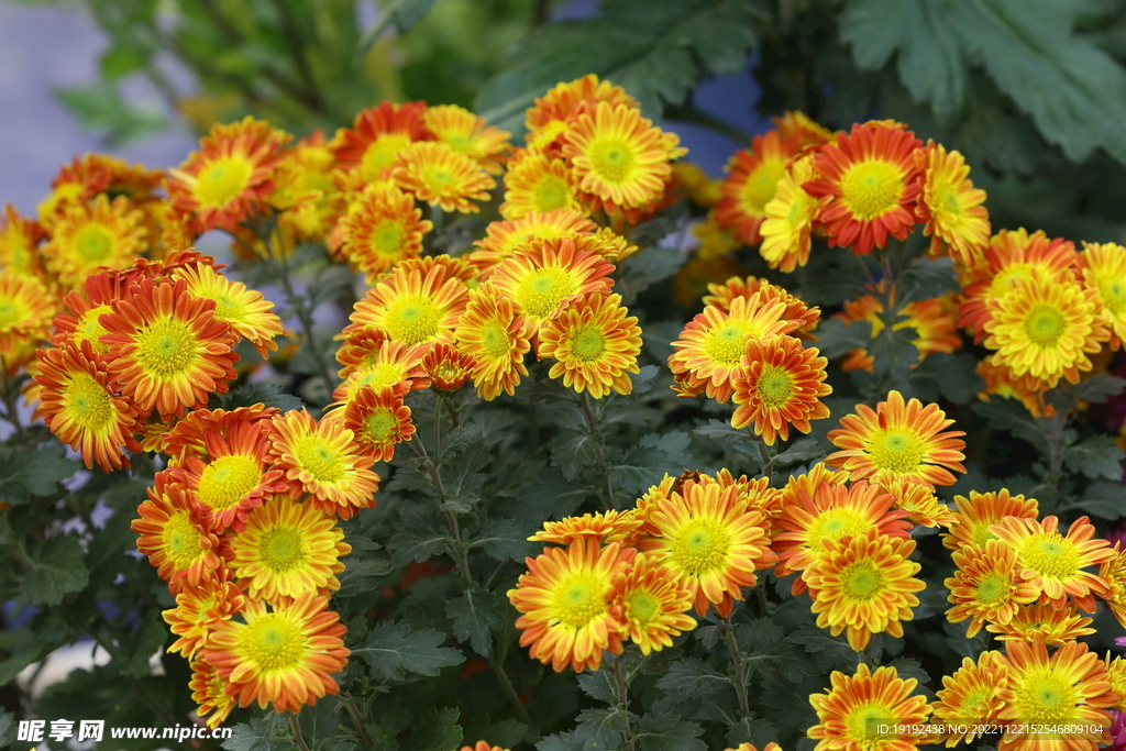 菊花