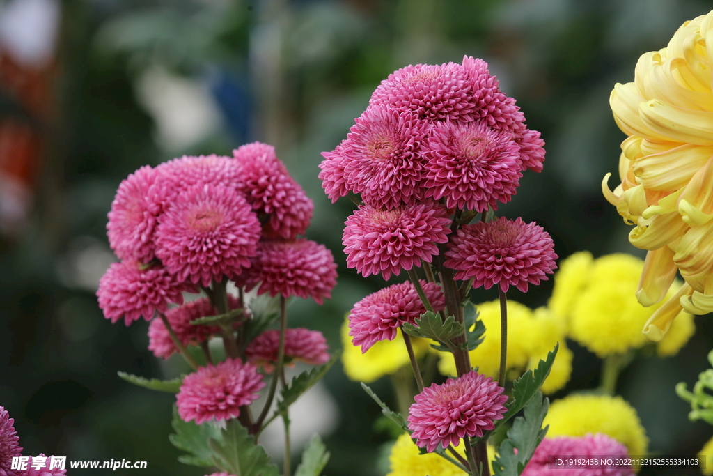 菊花