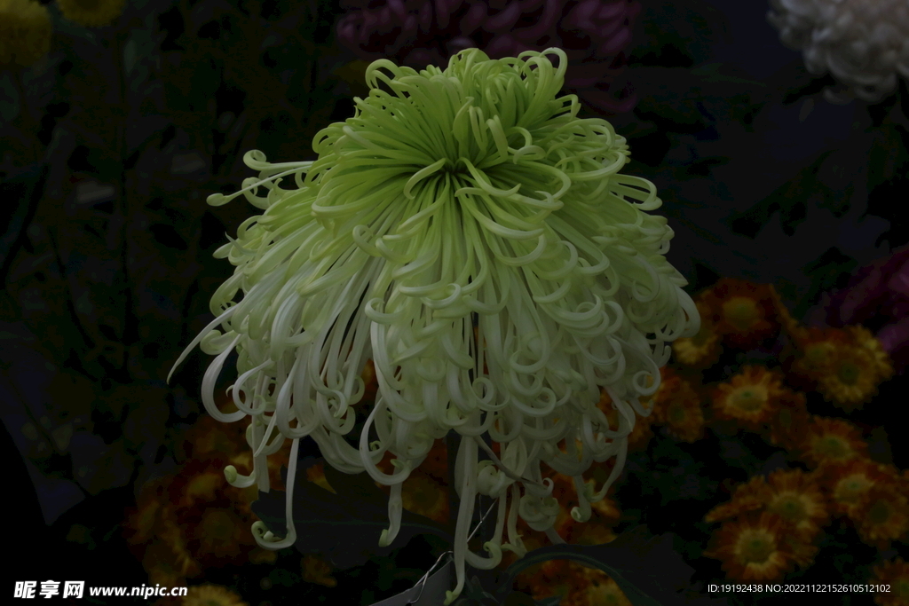 菊花