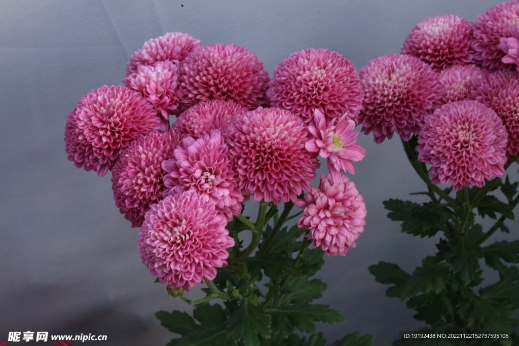 菊花
