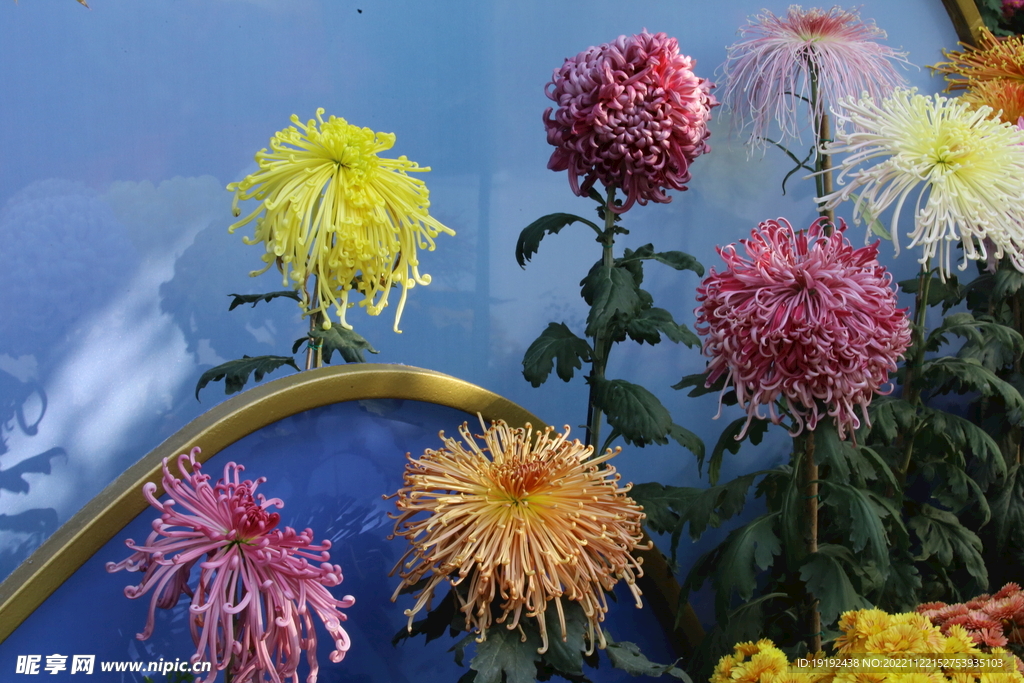菊花 