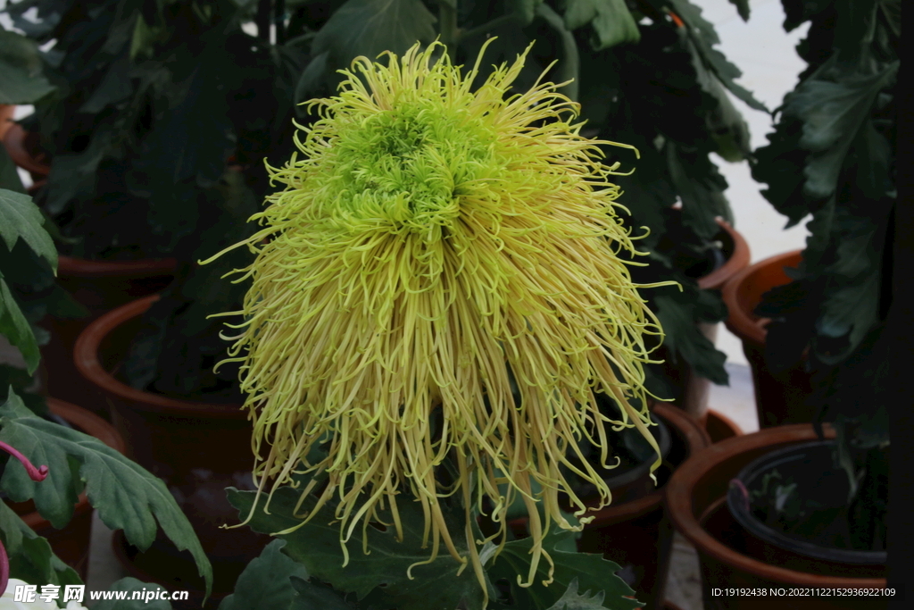 菊花