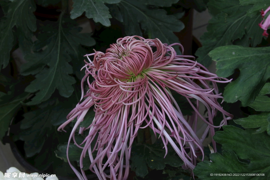 菊花 
