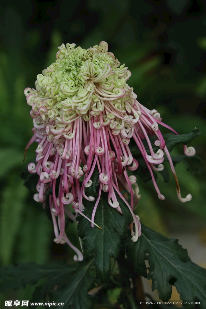 菊花 