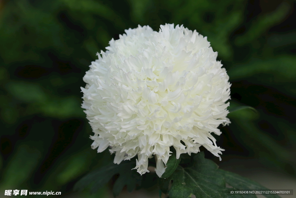 菊花