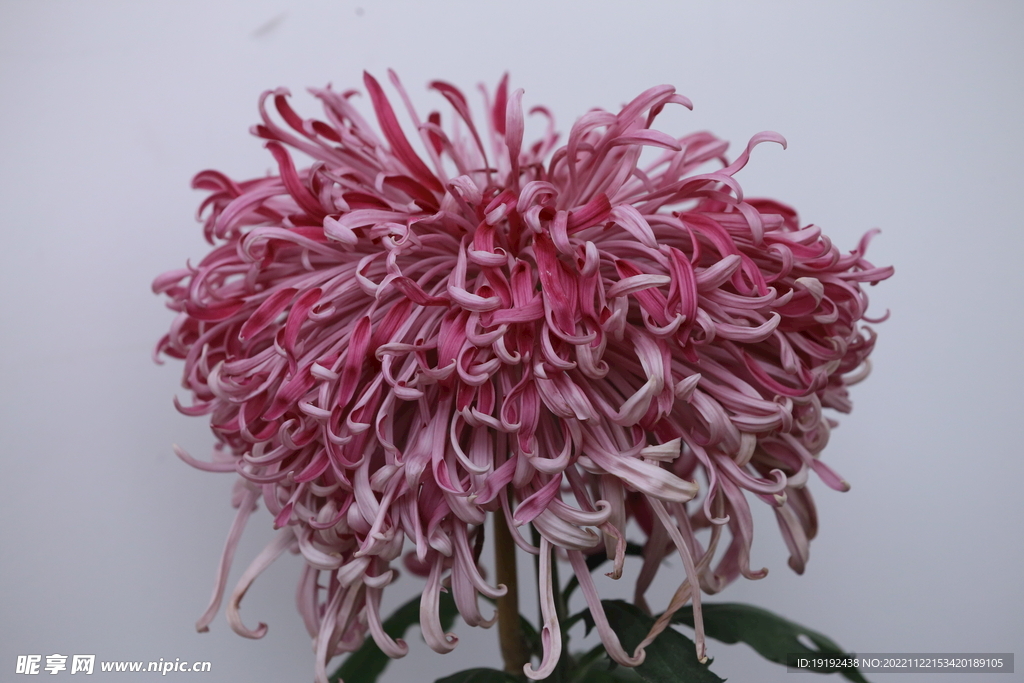 菊花 