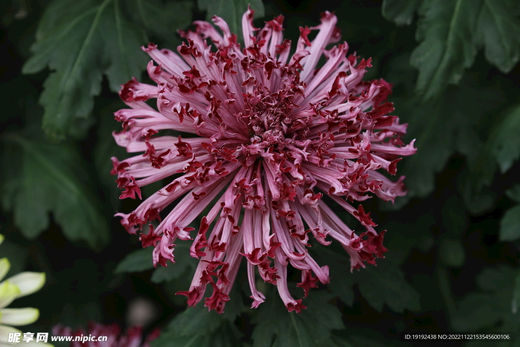 菊花 