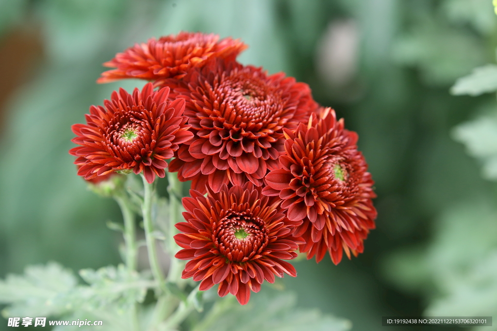 菊花 