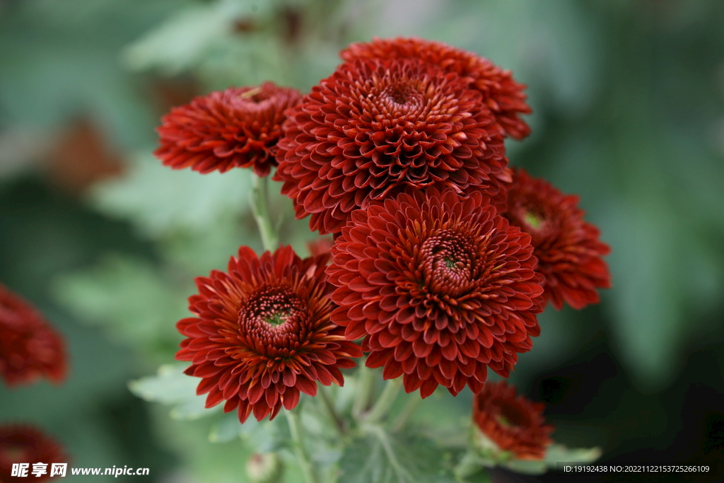 菊花 