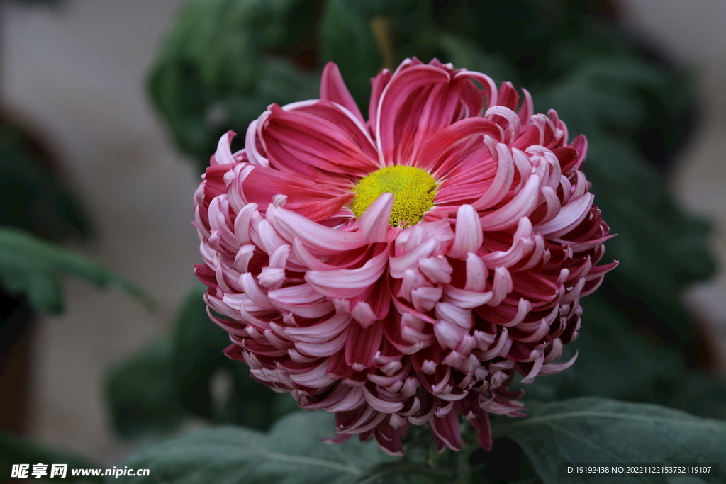 菊花