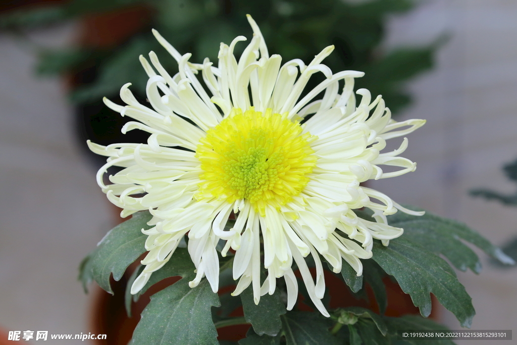 菊花 