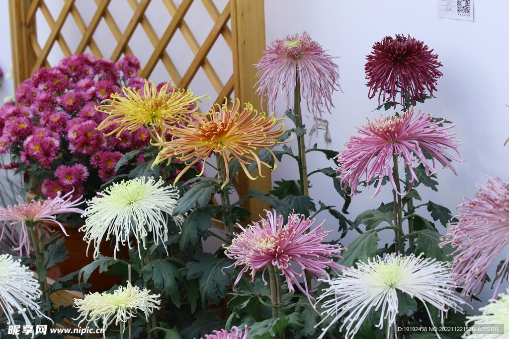 菊花