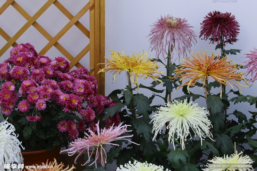 菊花 