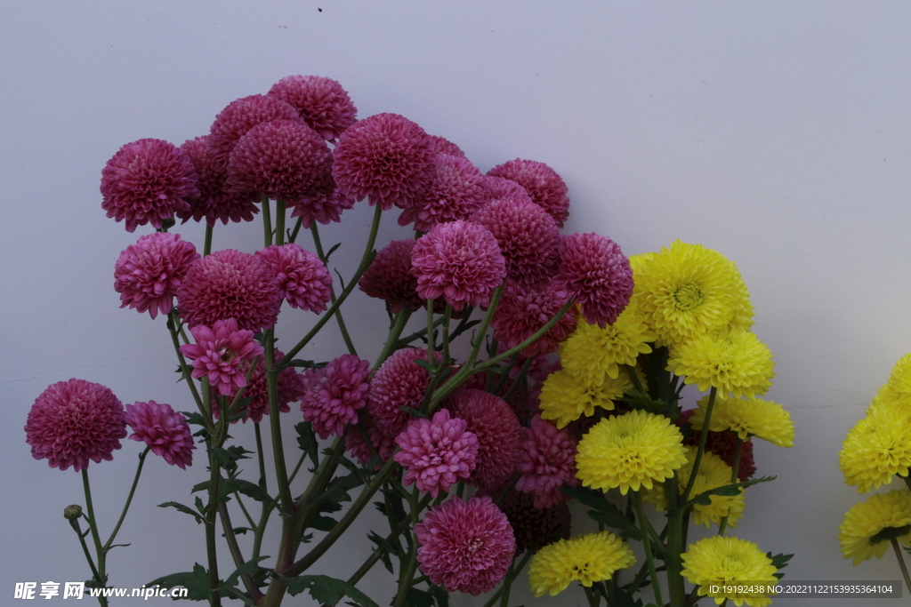 菊花