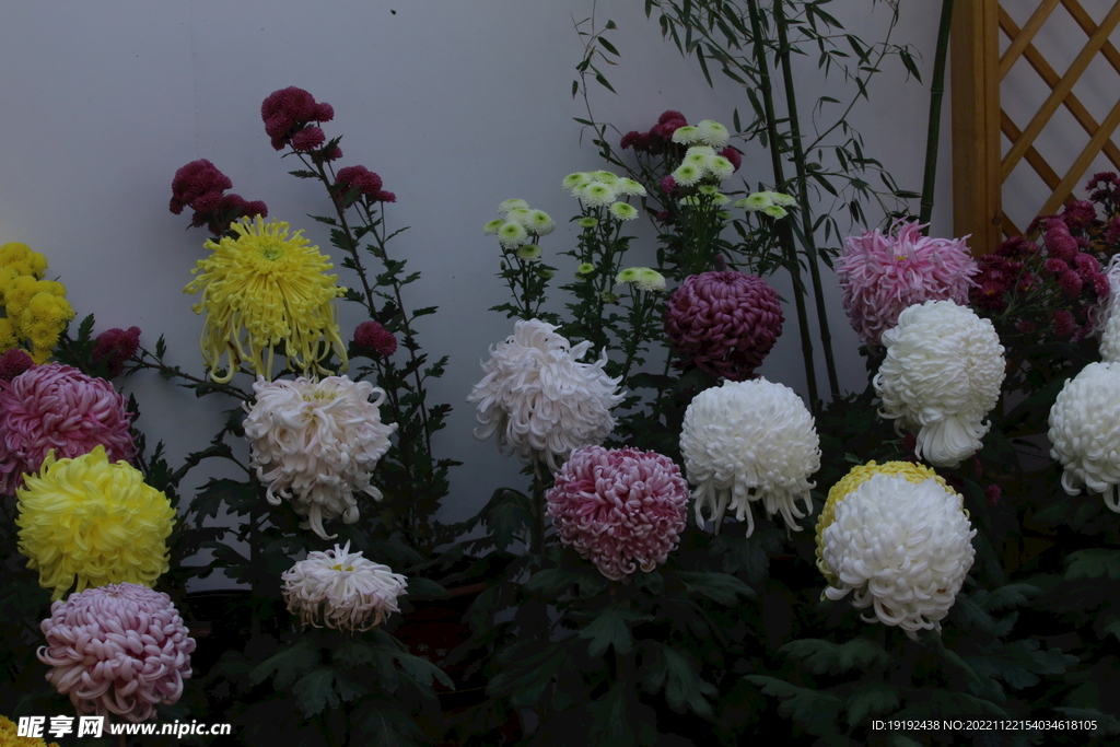 菊花 