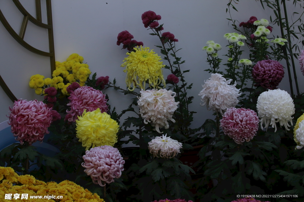 菊花 