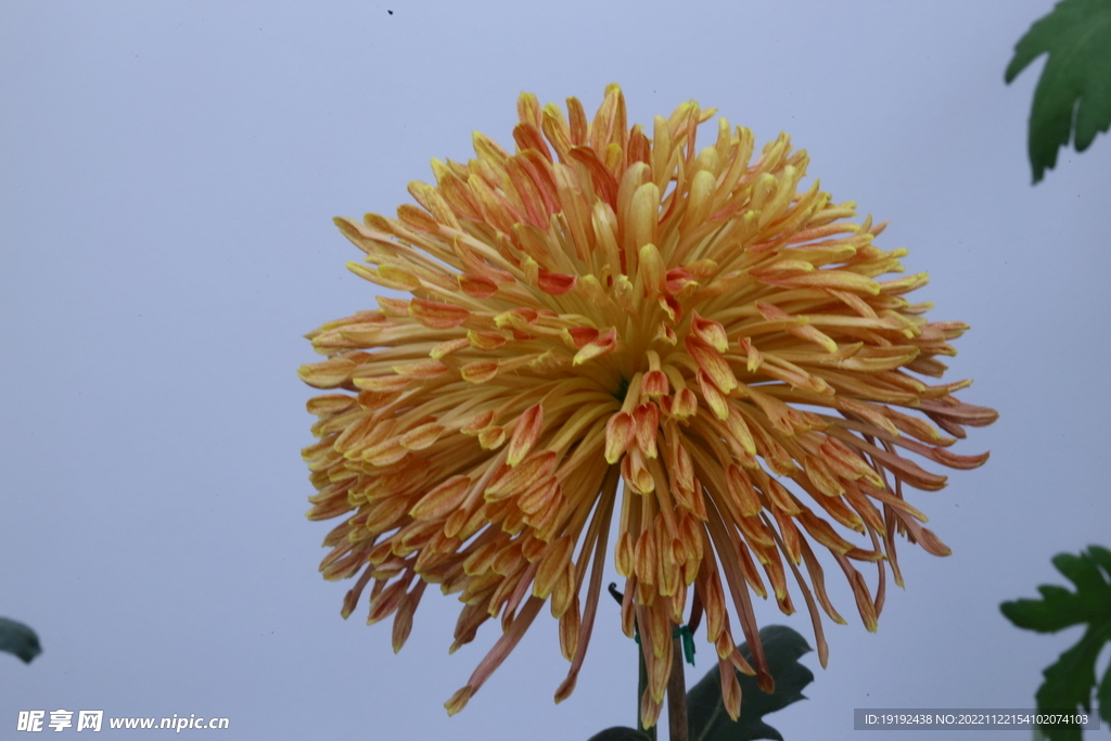菊花