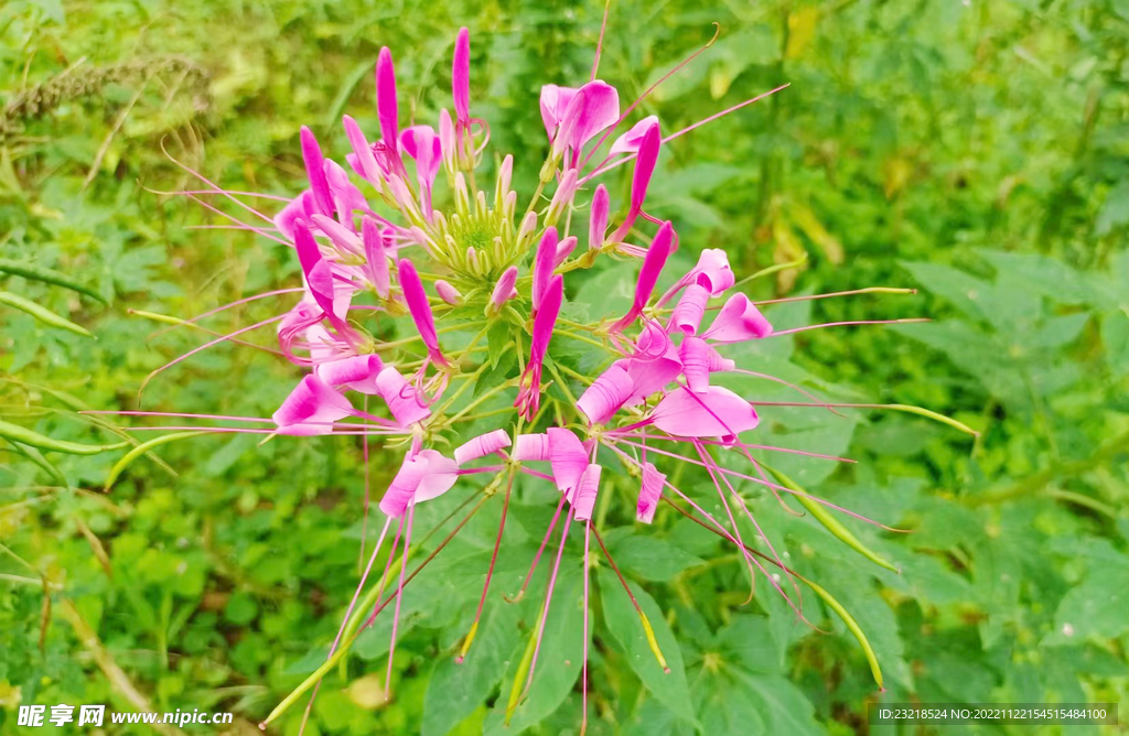 醉蝶花