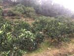 水果树