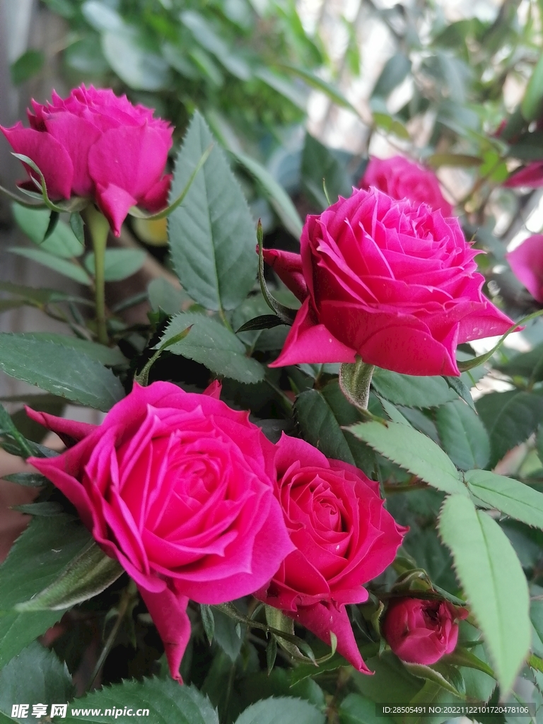 月季花