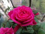 月季花