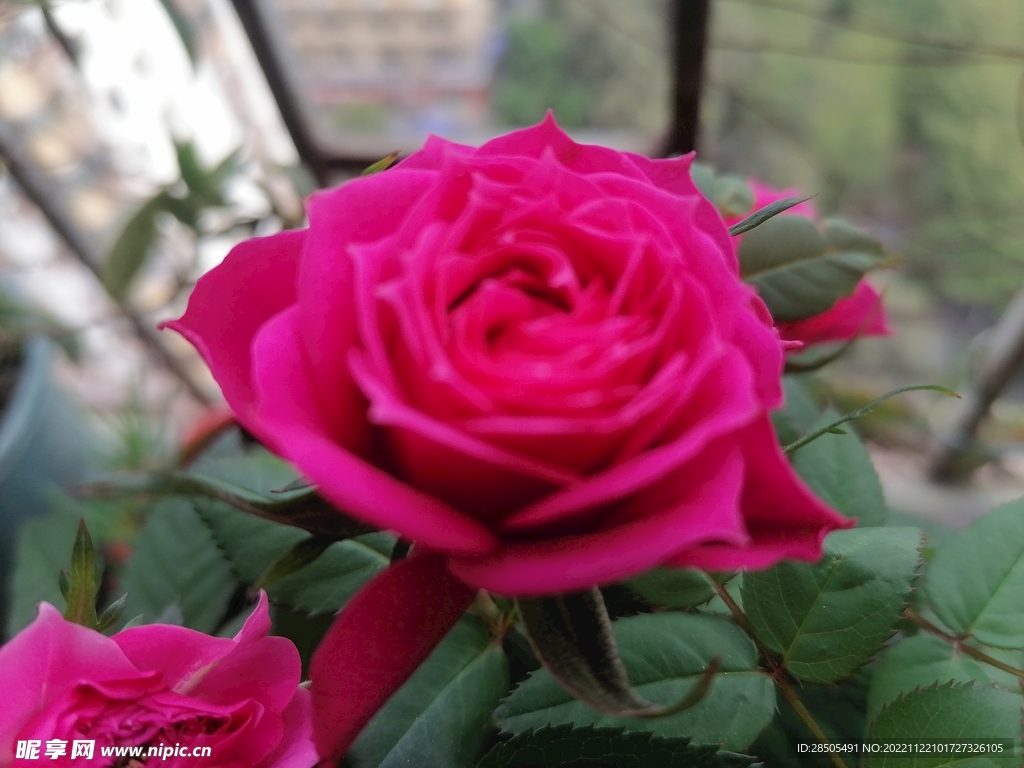 月季花