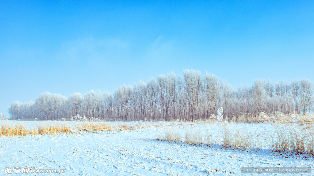 冬季森林雪地