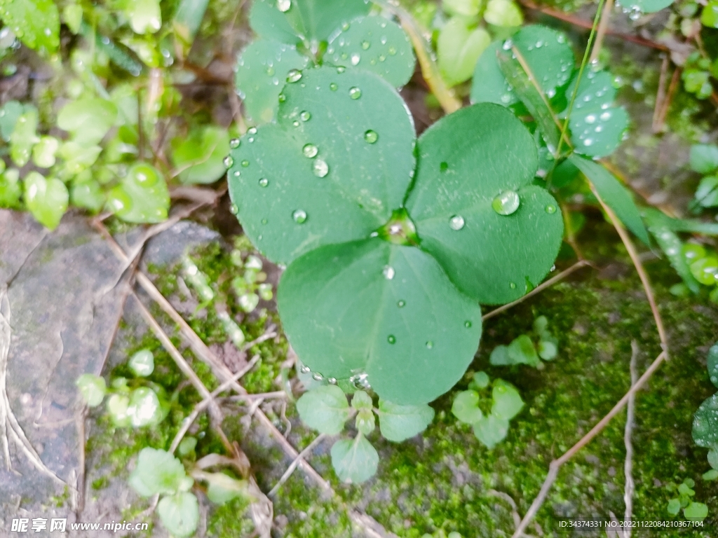 三角草