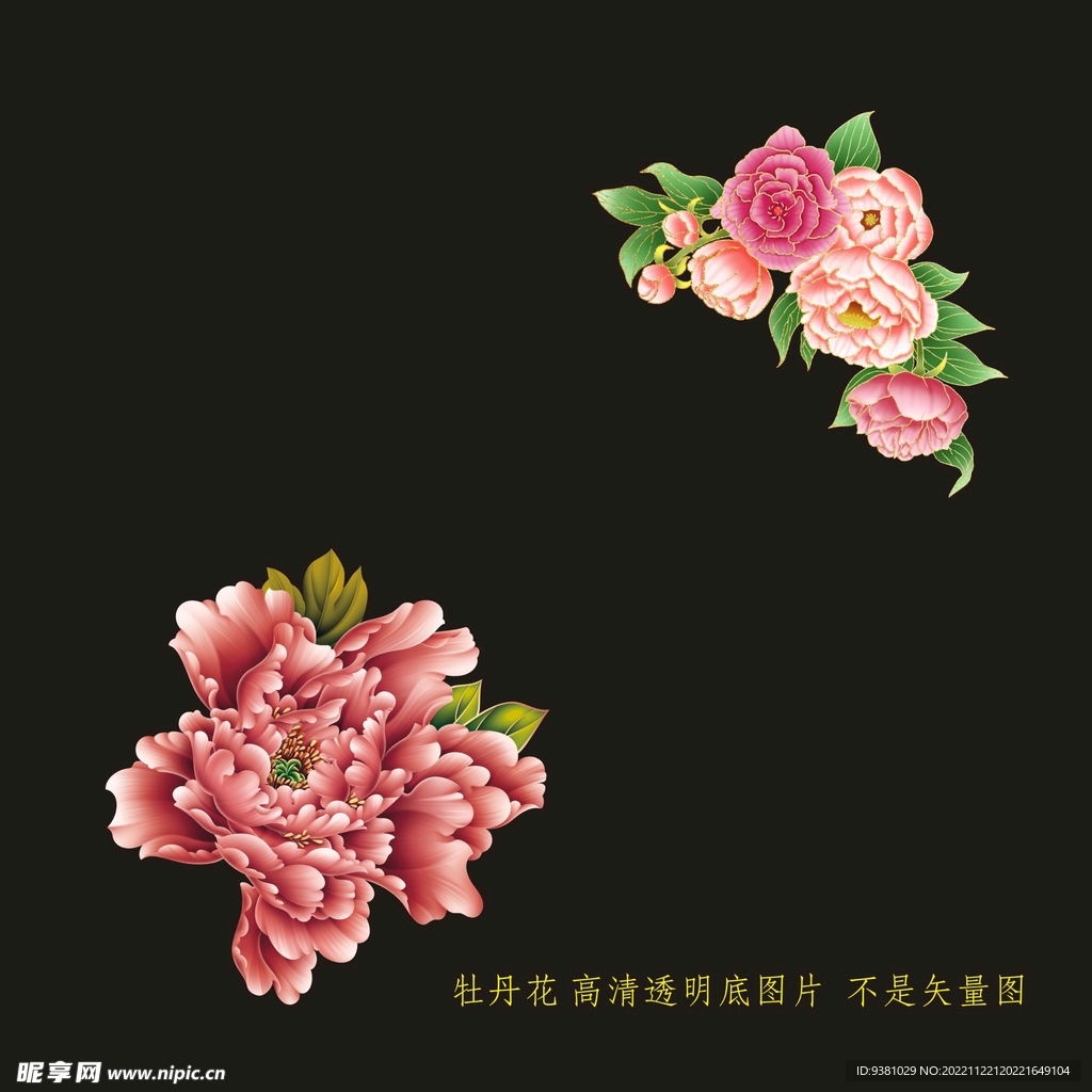牡丹花