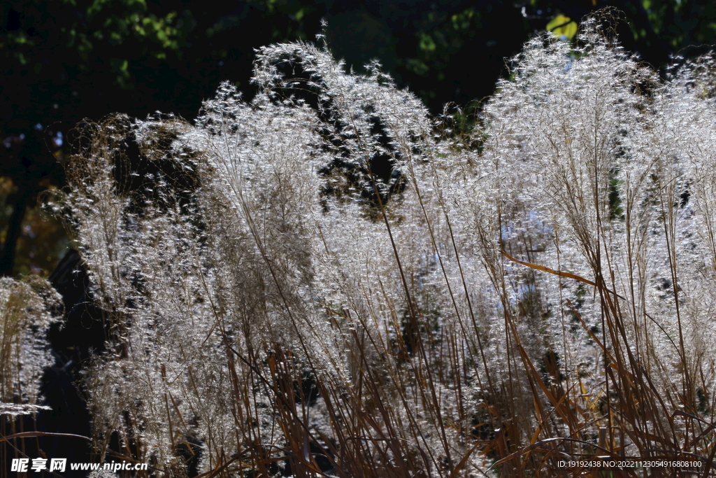 芒草风景 