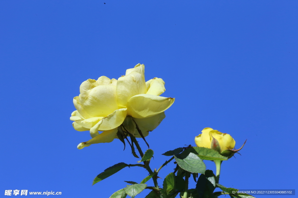 月季花