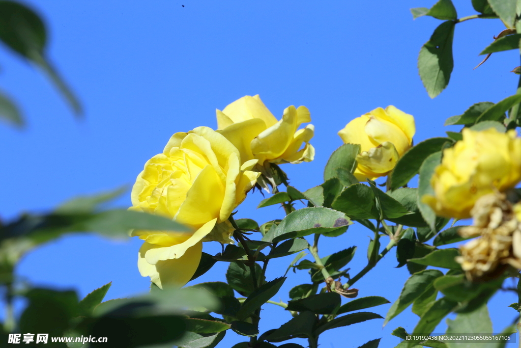 月季花 