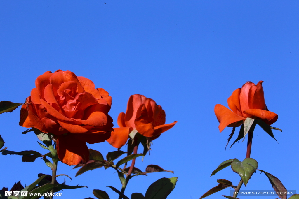 月季花 