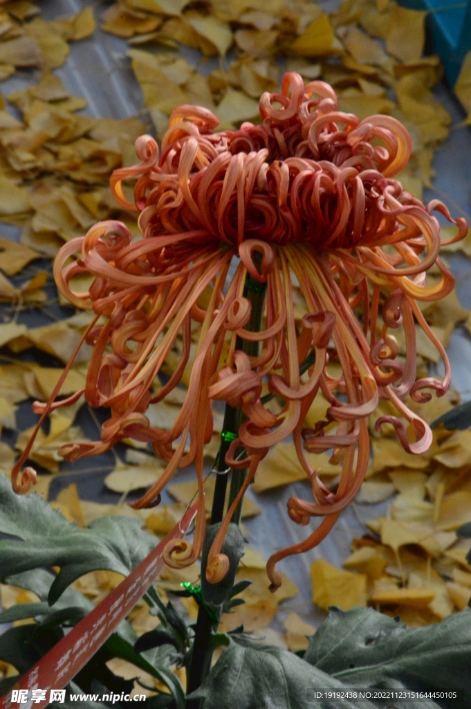 菊花 
