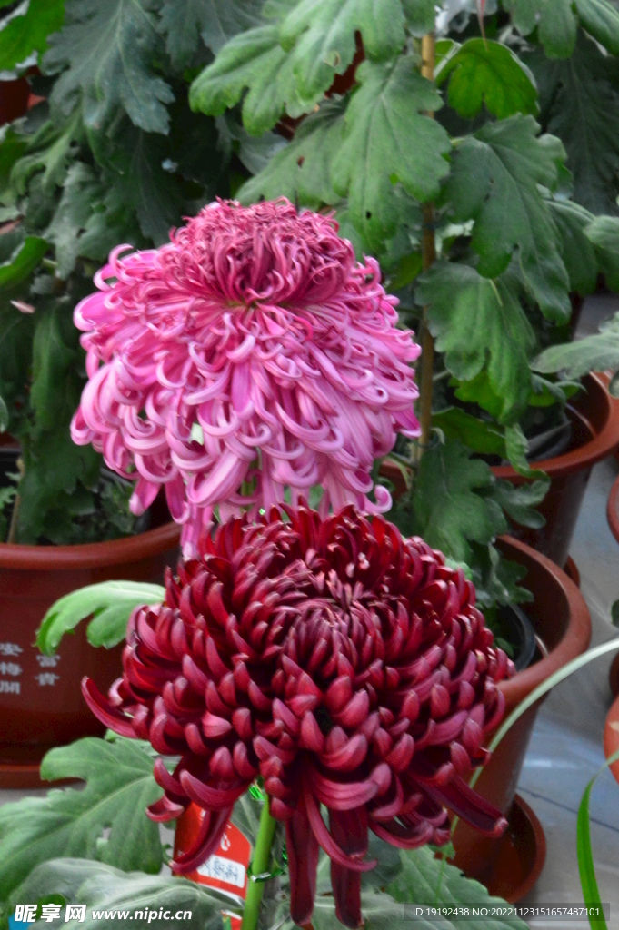 菊花