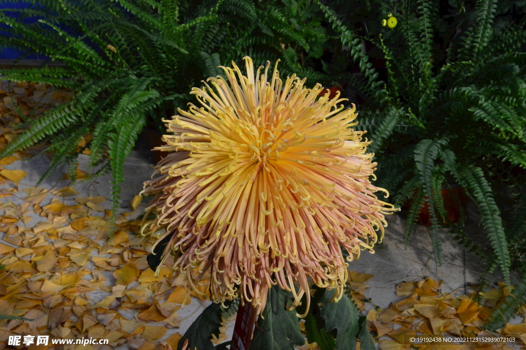 菊花