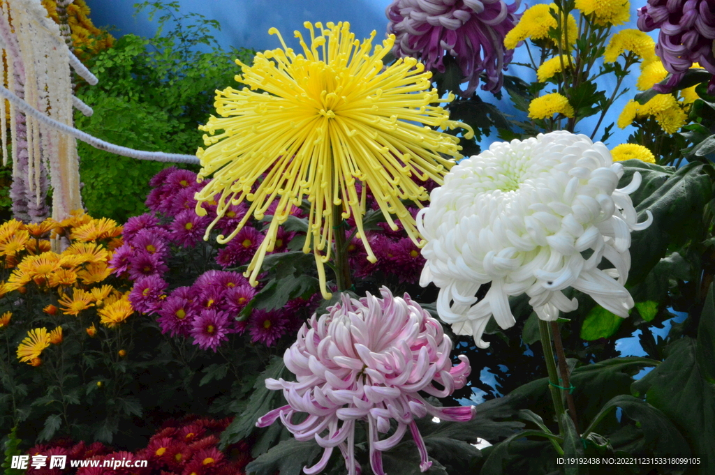 菊花