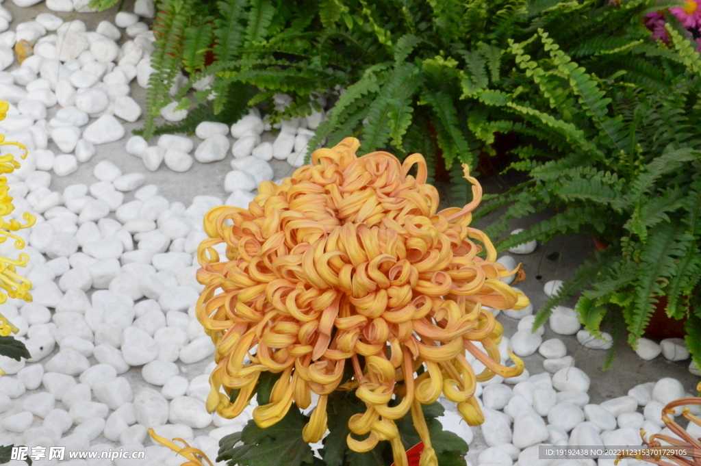 菊花 