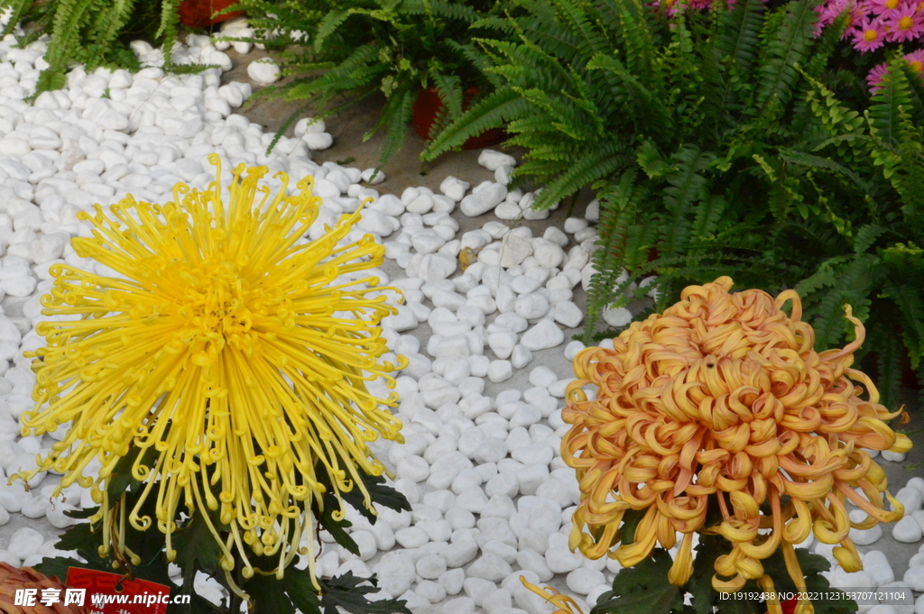 菊花