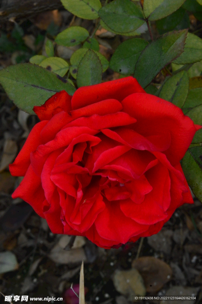 月季花 