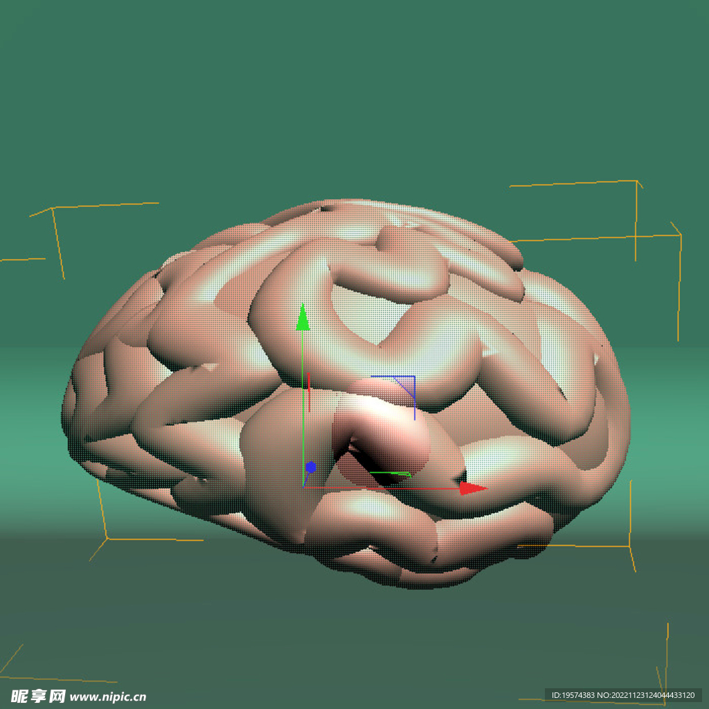 C4D模型大脑