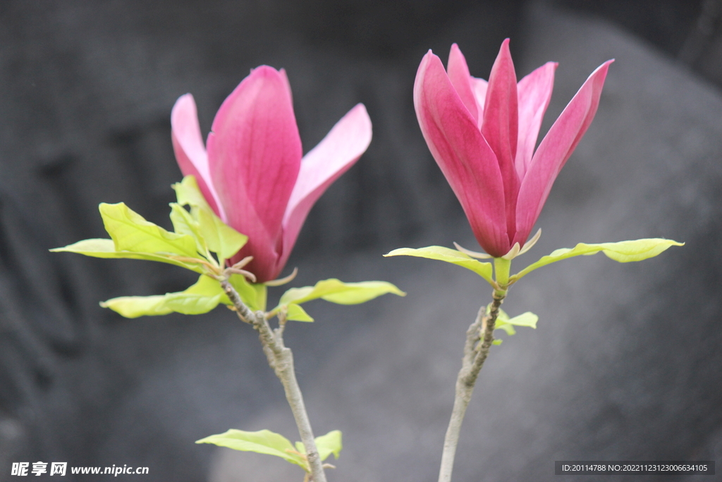 木棉花