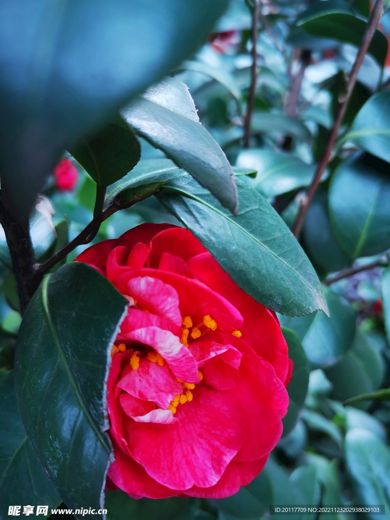 玫瑰花