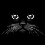 黑色猫壁纸