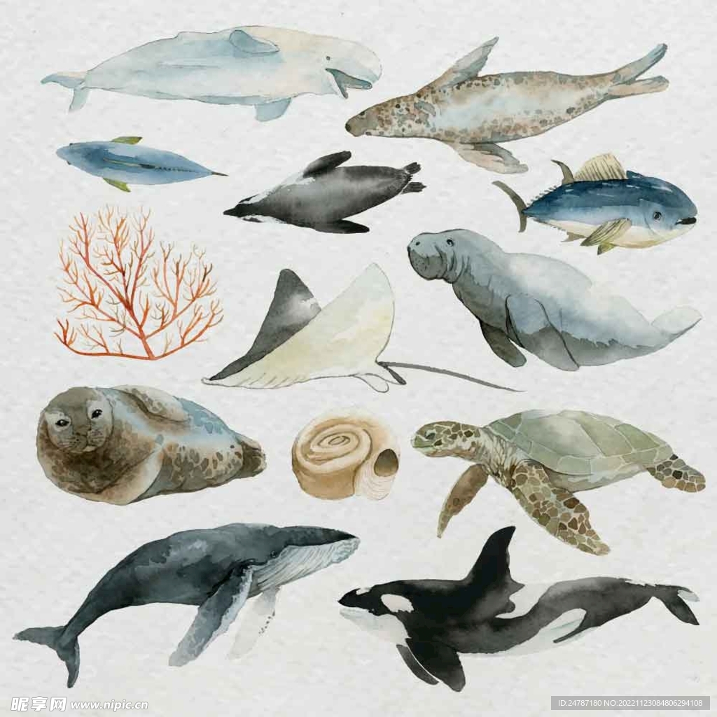 海洋动物合集