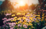 夕阳小花