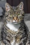 狸花猫