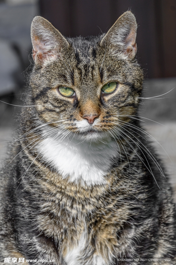 狸花猫