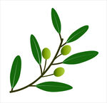 橄榄树枝