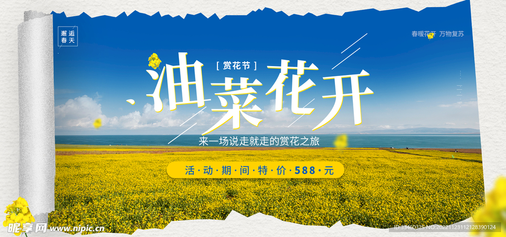 油菜花开